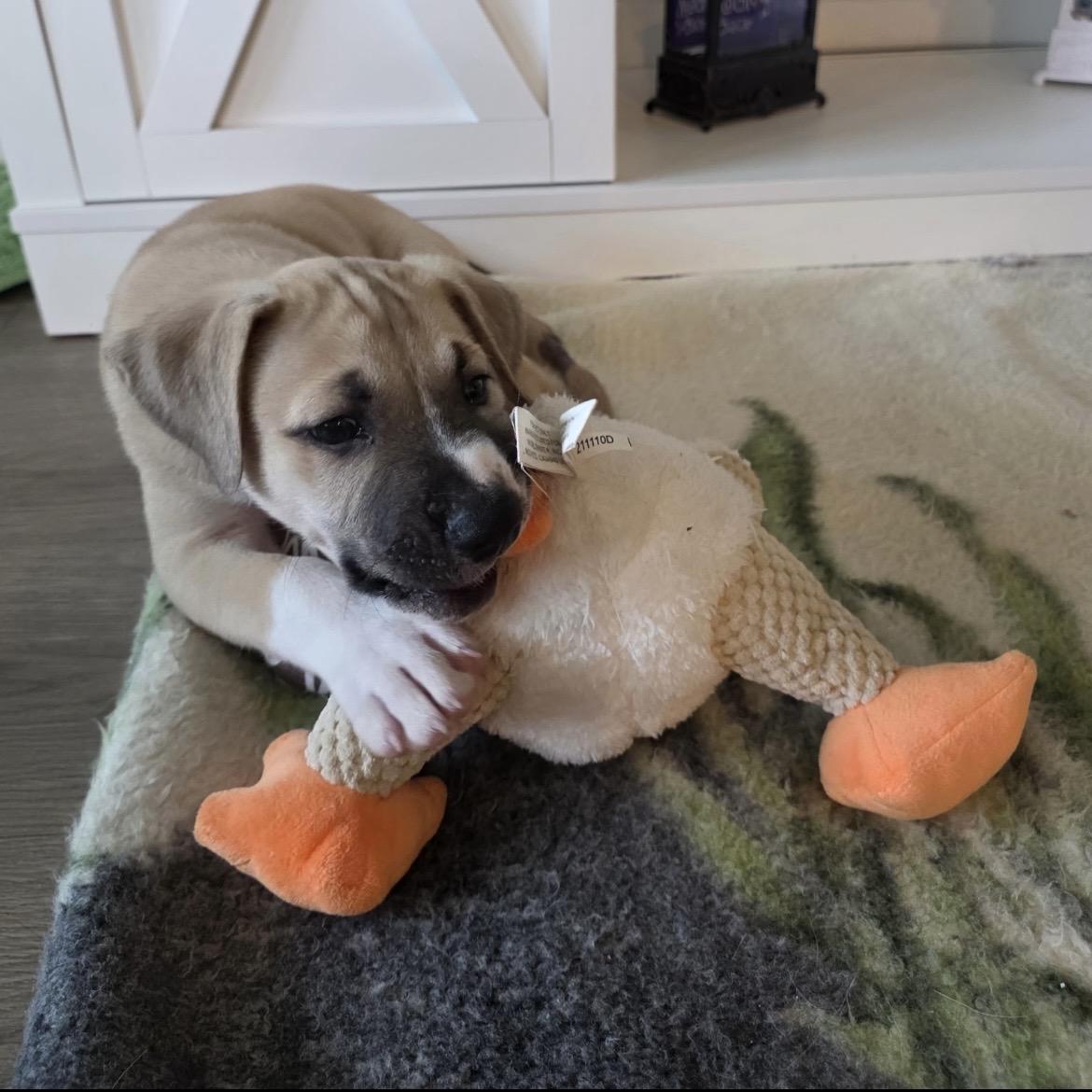 Rowan, a Adoptable mixed breed in Bellevue, WA image 6/6