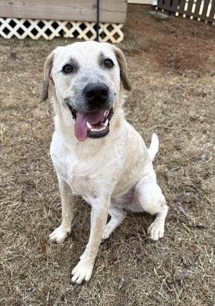Piper, Adoptable, Puppy Female Cattle Dog & Mixed Breed.