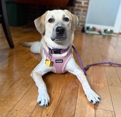 Enlarge Piper, a Adoptable mixed breed in Malvern, PA image 1/3