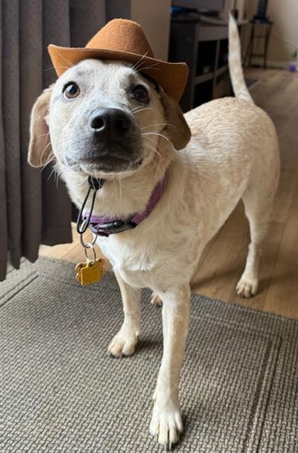Piper, Adoptable, Puppy Female Cattle Dog & Mixed Breed.