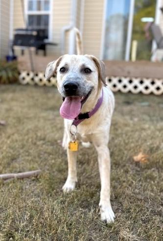 Enlarge Piper, a Adoptable mixed breed in Malvern, PA image 3/3