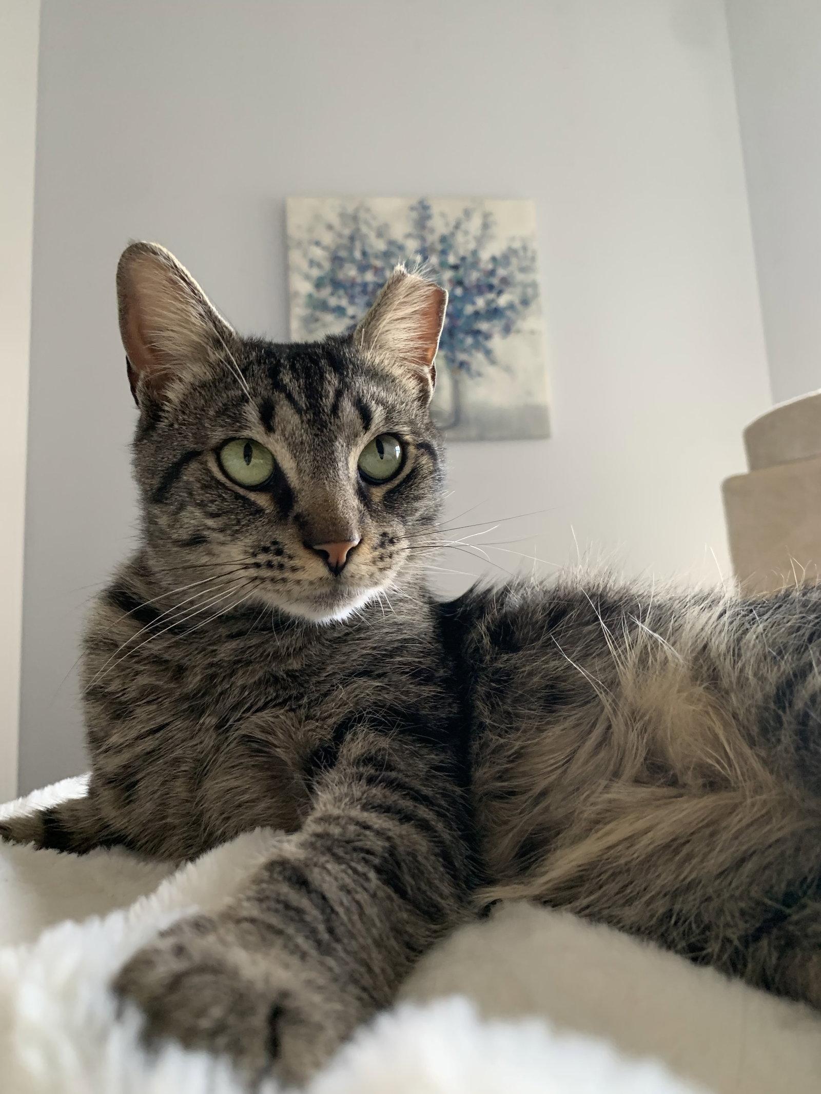 Enlarge Alley (FeLV+), a Adoptable Domestic Short Hair in Reston, VA image 1/3