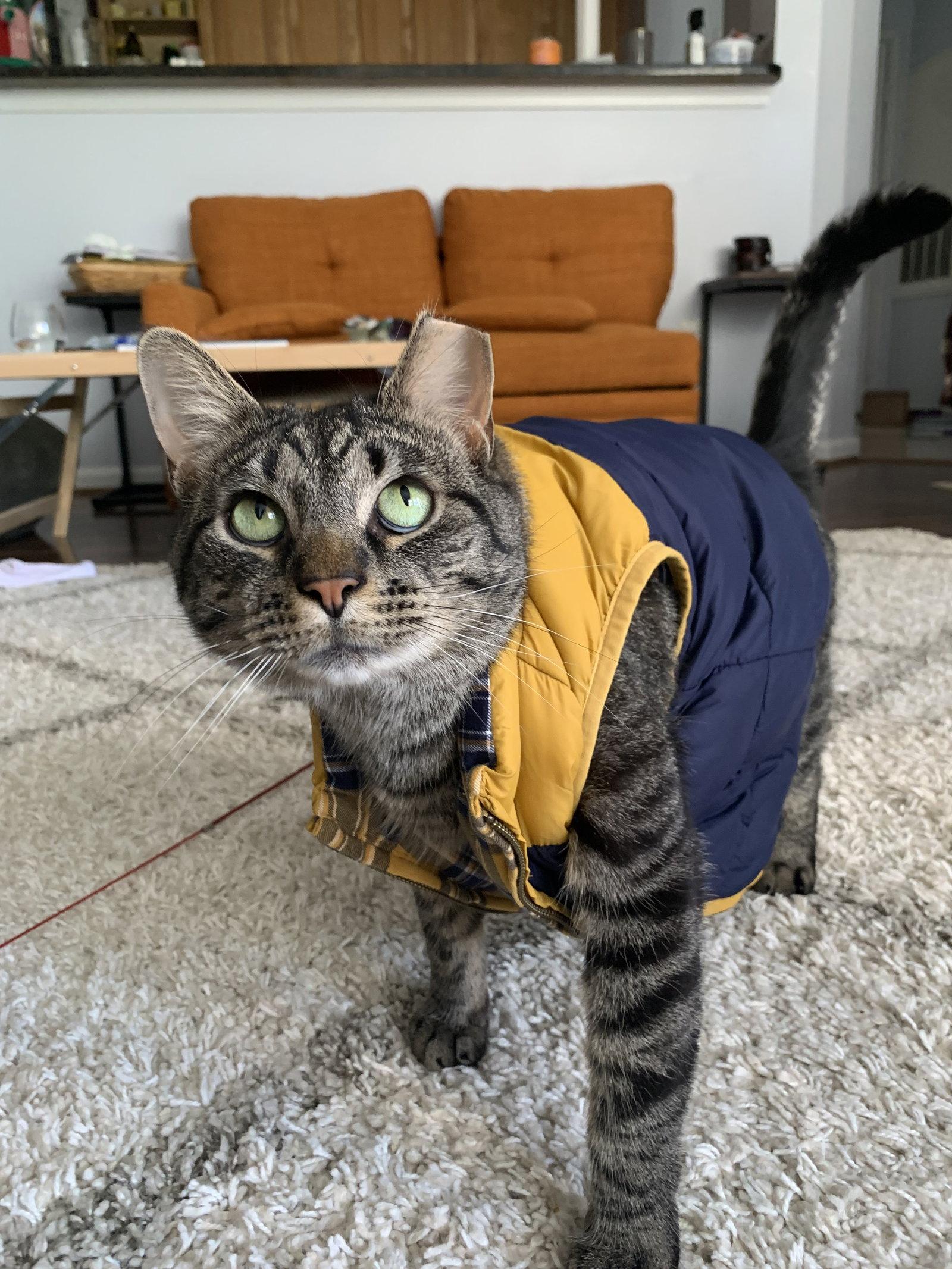 Alley (FeLV+), a Adoptable Domestic Short Hair in Reston, VA image 2/3