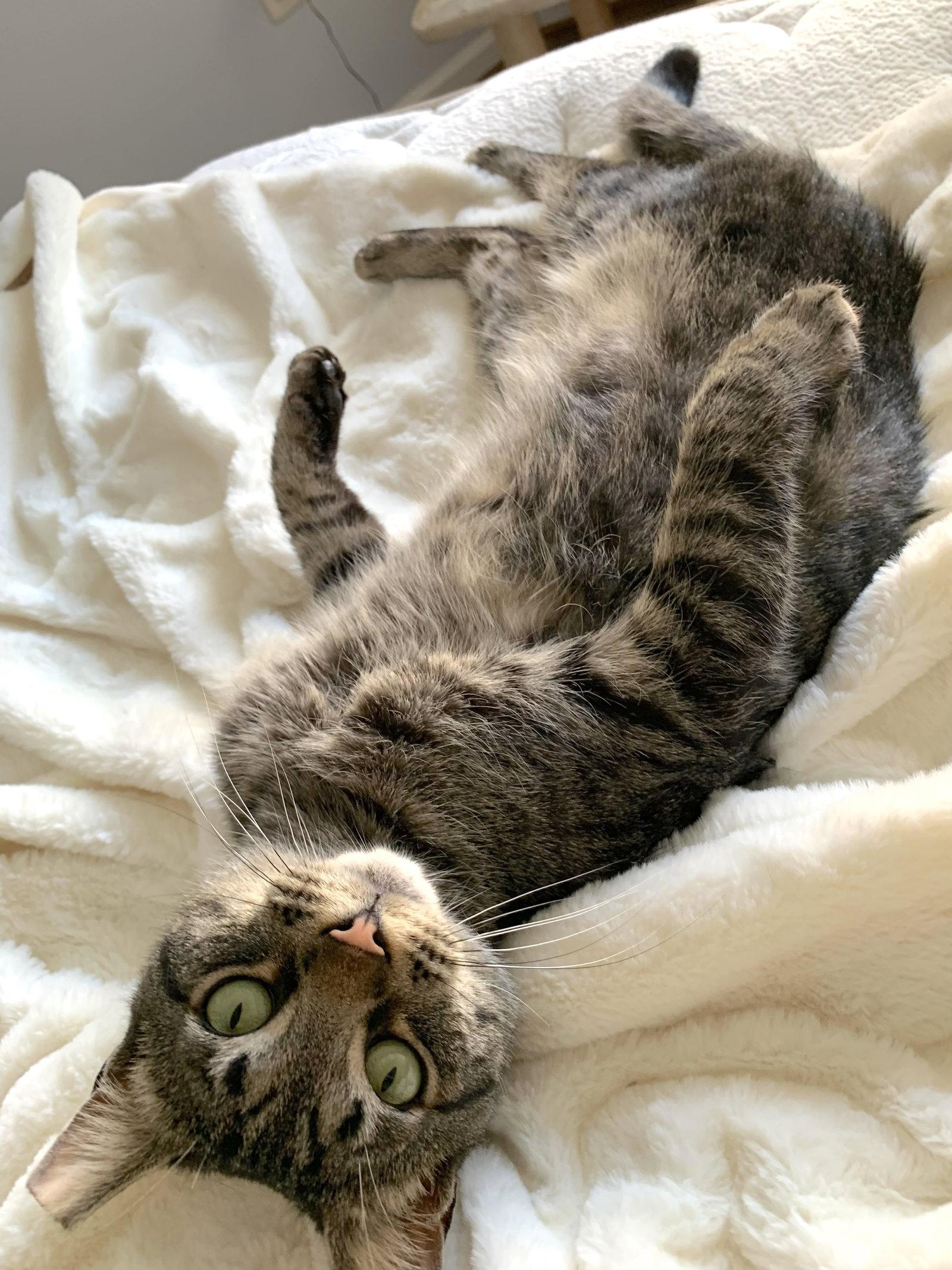 Enlarge Alley (FeLV+), a Adoptable Domestic Short Hair in Reston, VA image 2/3