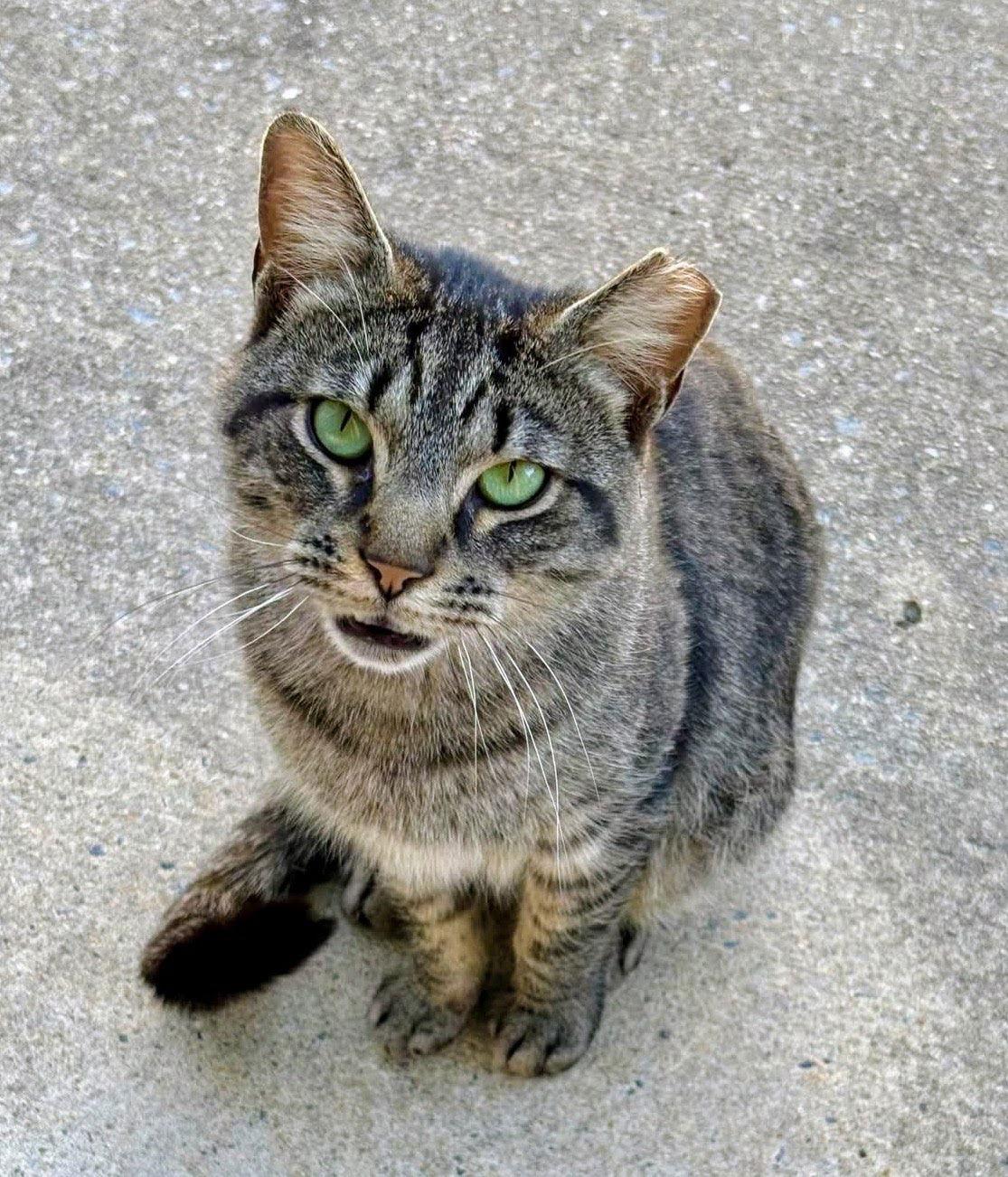 Enlarge Alley (FeLV+), a Adoptable Domestic Short Hair in Reston, VA image 1/3