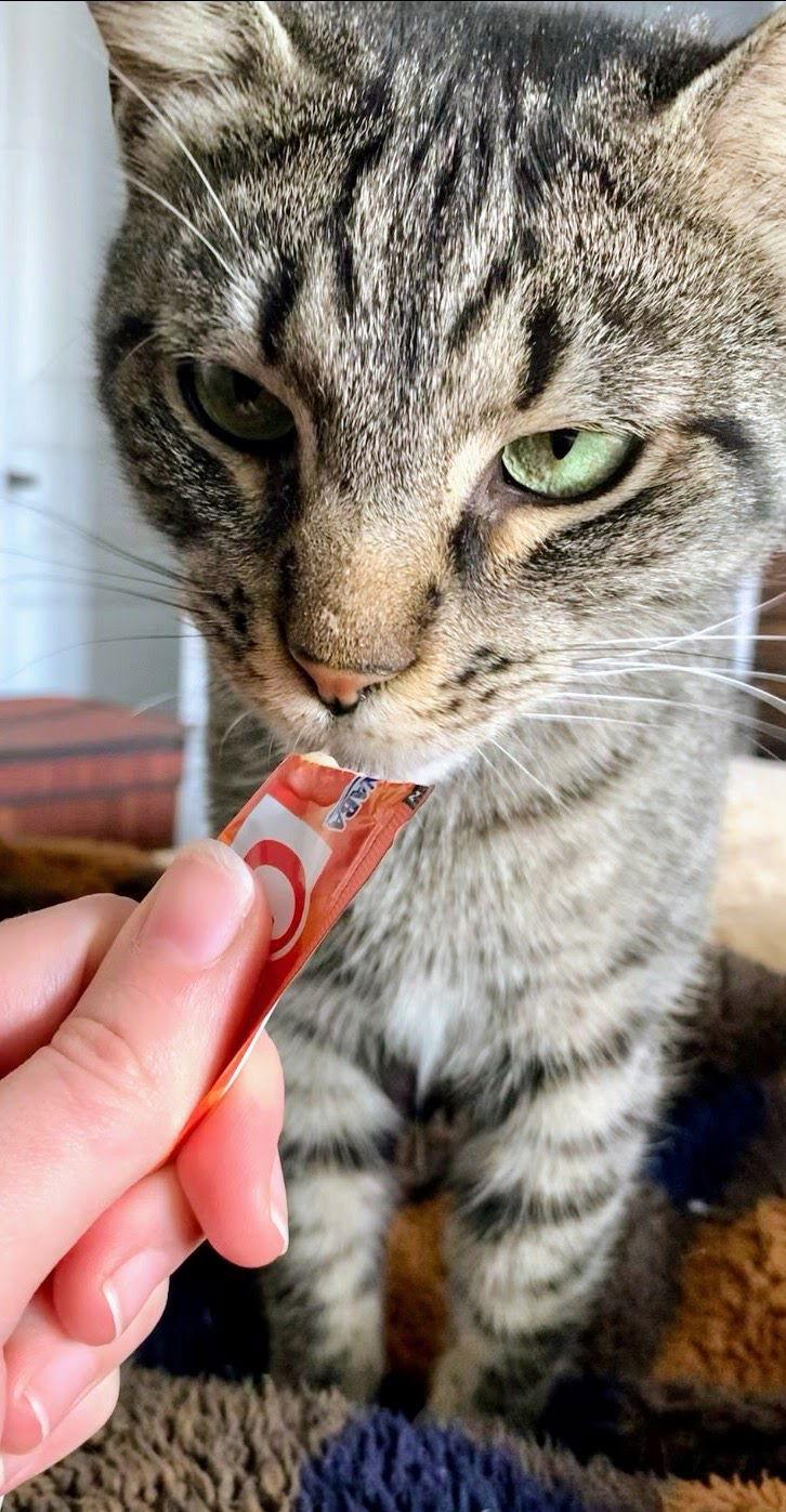 Enlarge Alley (FeLV+), a Adoptable Domestic Short Hair in Reston, VA image 2/3