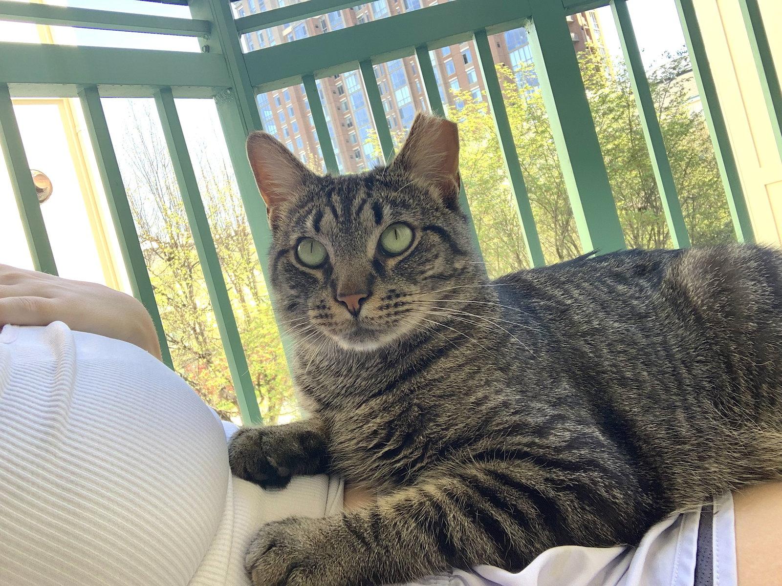 Enlarge Alley (FeLV+), a Adoptable Domestic Short Hair in Reston, VA image 3/3