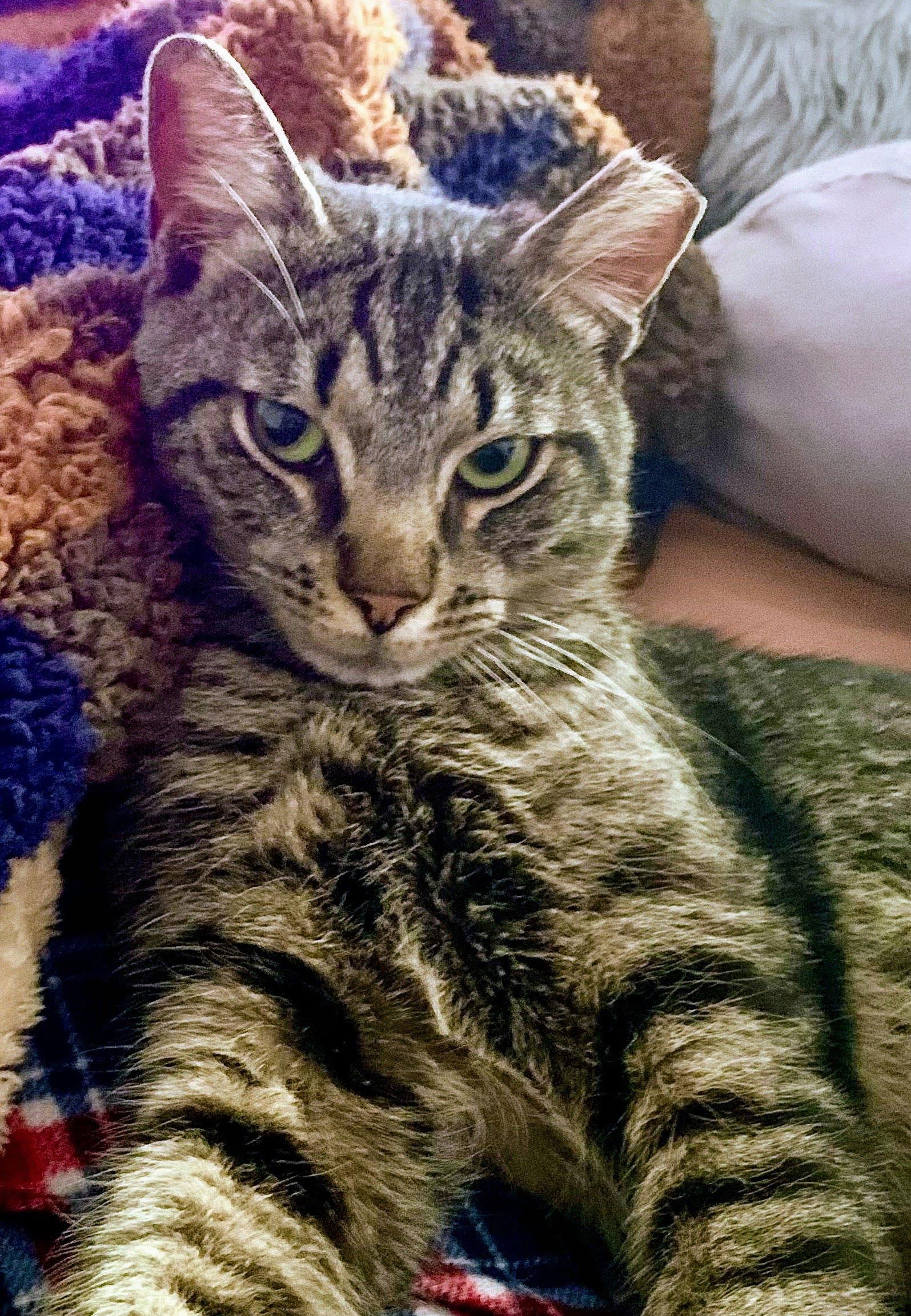 Enlarge Alley (FeLV+), a Adoptable Domestic Short Hair in Reston, VA image 3/3