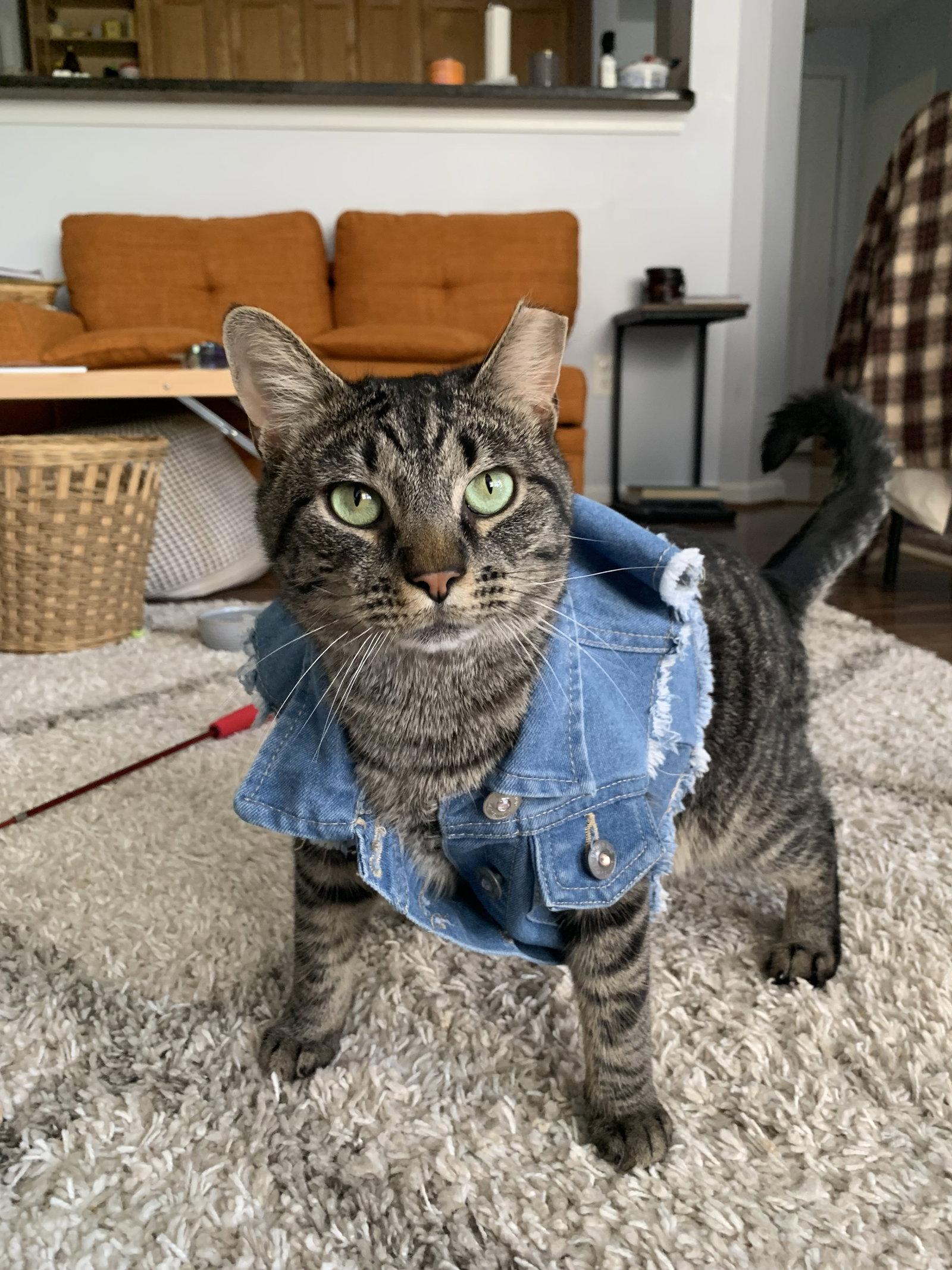 Alley (FeLV+), Adoptable, Young Male Domestic Short Hair.