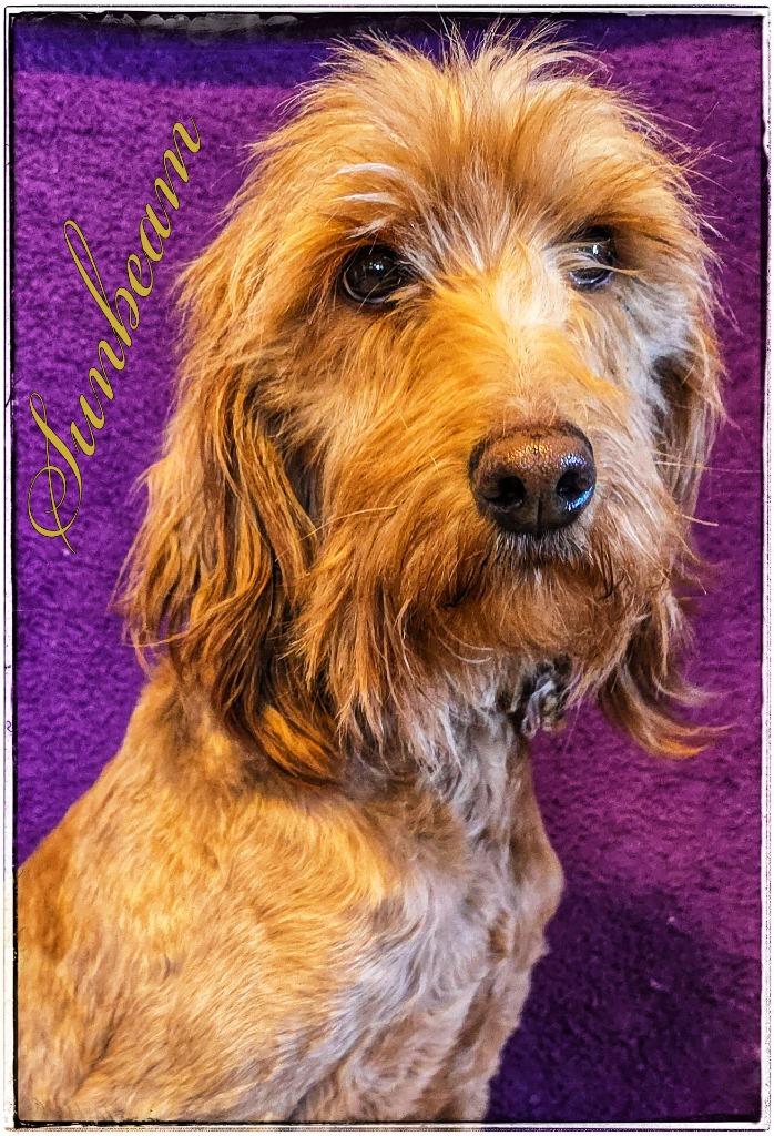 Sunbeam, Adoptable, Young Female Cockapoo.
