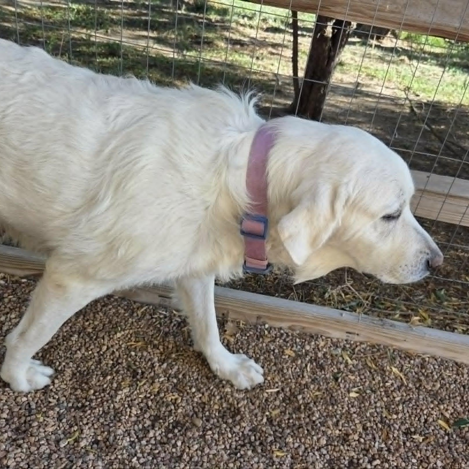 Enlarge MAGNOLIA (aka BELLA), a ADOPTABLE mixed breed in Loveland, CO image 2/3