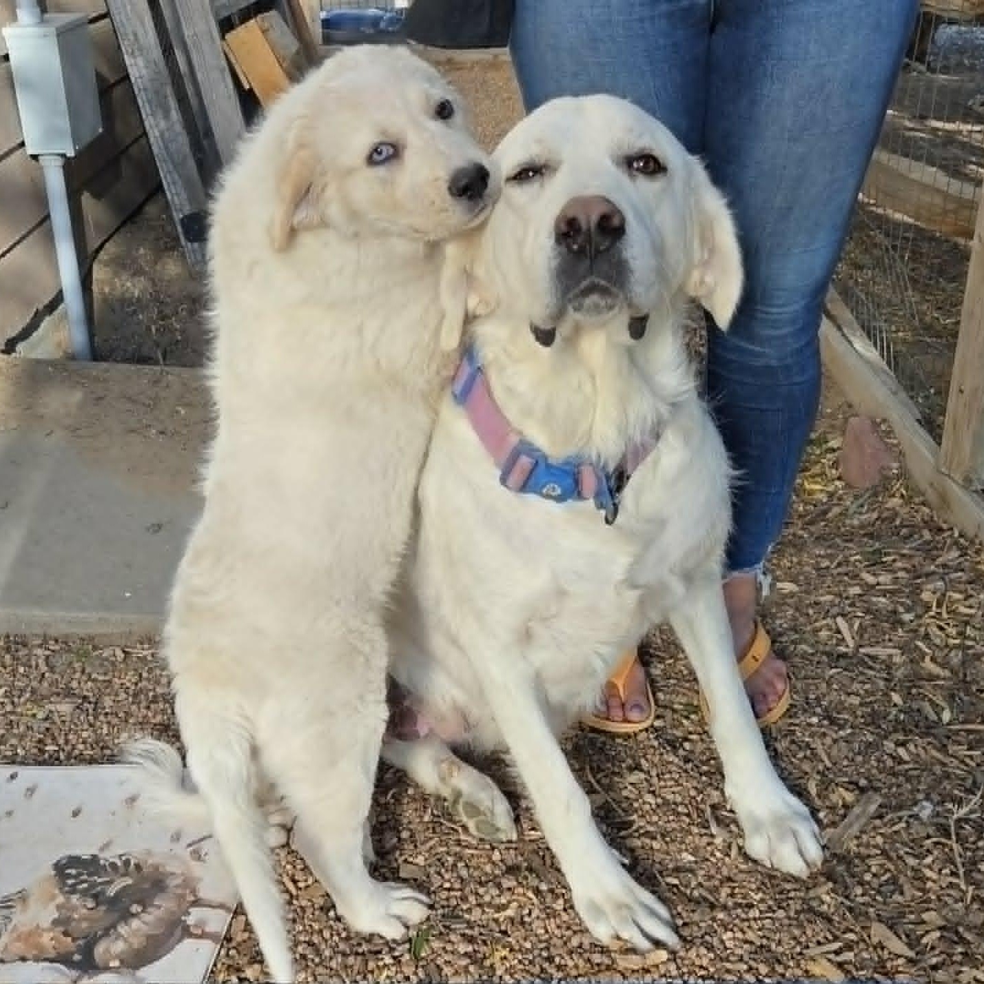 Enlarge MAGNOLIA (aka BELLA), a ADOPTABLE mixed breed in Loveland, CO image 3/3