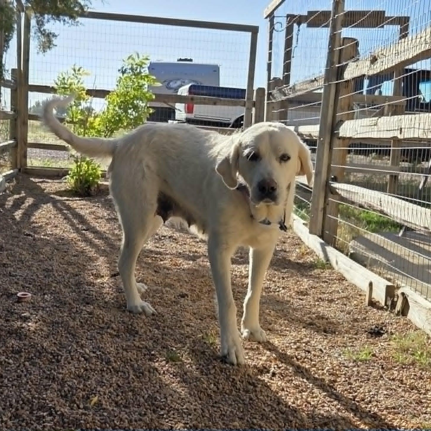 MAGNOLIA (aka BELLA), ADOPTABLE, Adult Female Great Pyrenees.