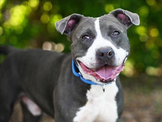 Enlarge PILOT, a Adoptable American Staffordshire Terrier in Tavares, FL image 1/1