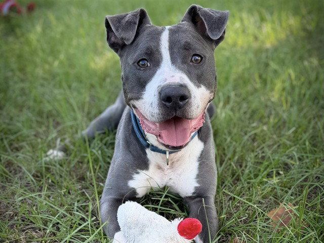 PILOT, Adoptable, Adult Male American Staffordshire Terrier.