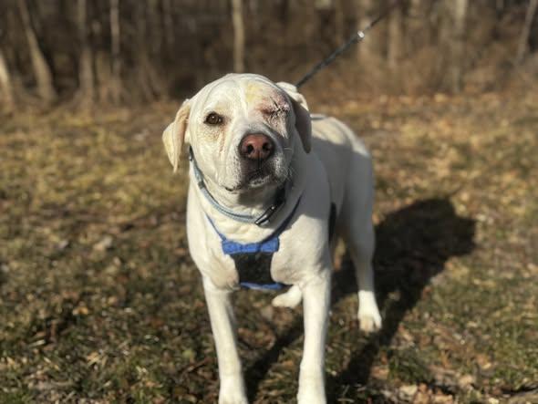 Enlarge milo, a ADOPTABLE Yellow Labrador Retriever in MARION, IN image 1/1