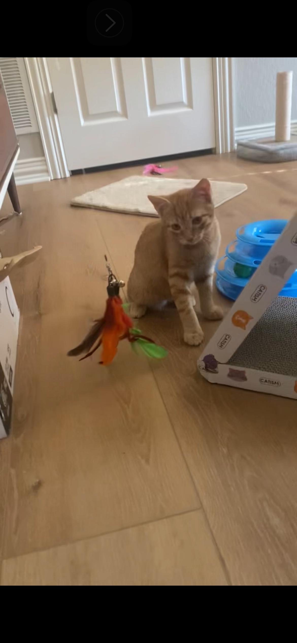 Cheddar, Adoptable, Young Male American Shorthair.