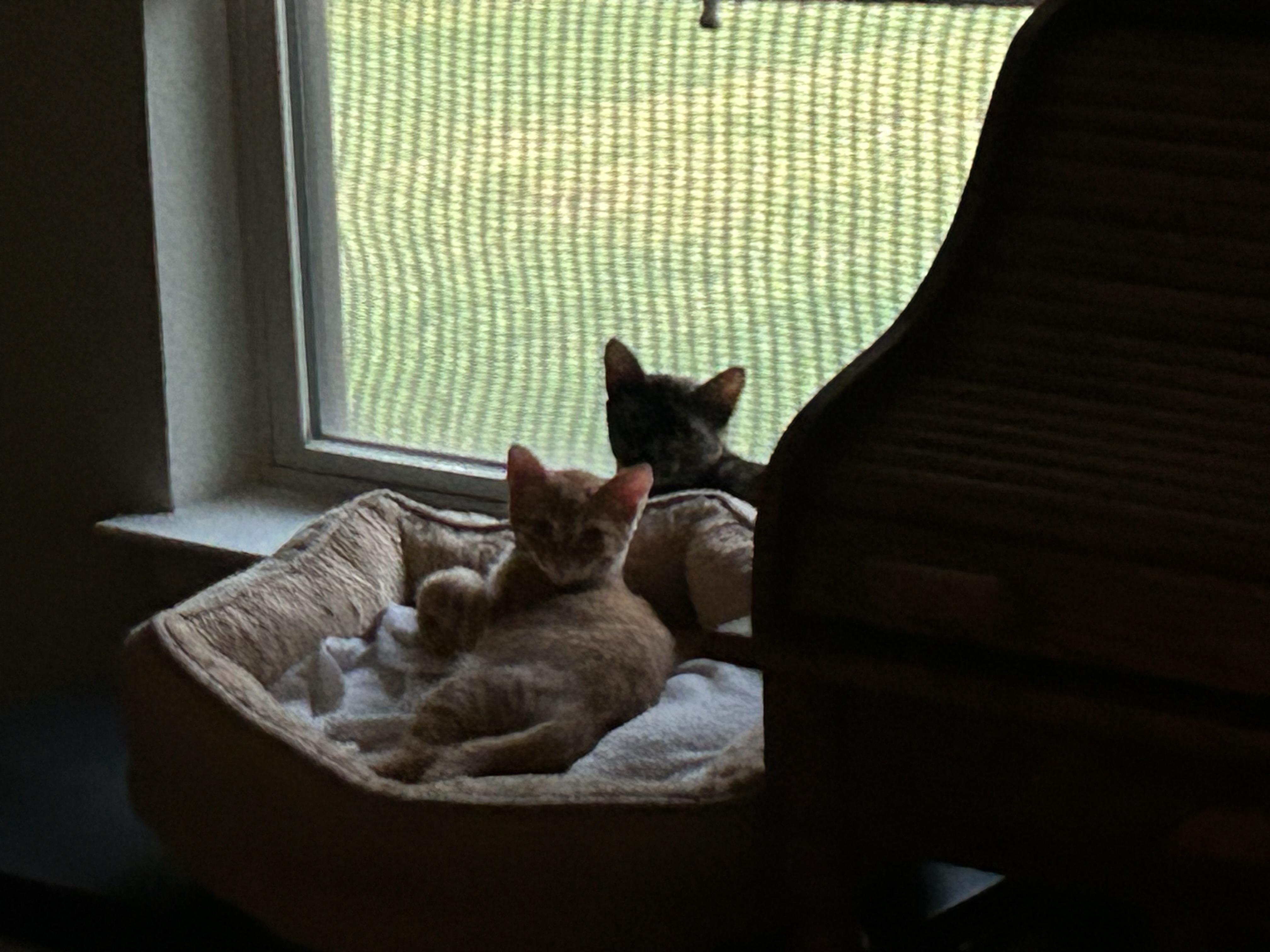 Enlarge Cheddar, a Adoptable American Shorthair in Midlothian, TX image 2/3