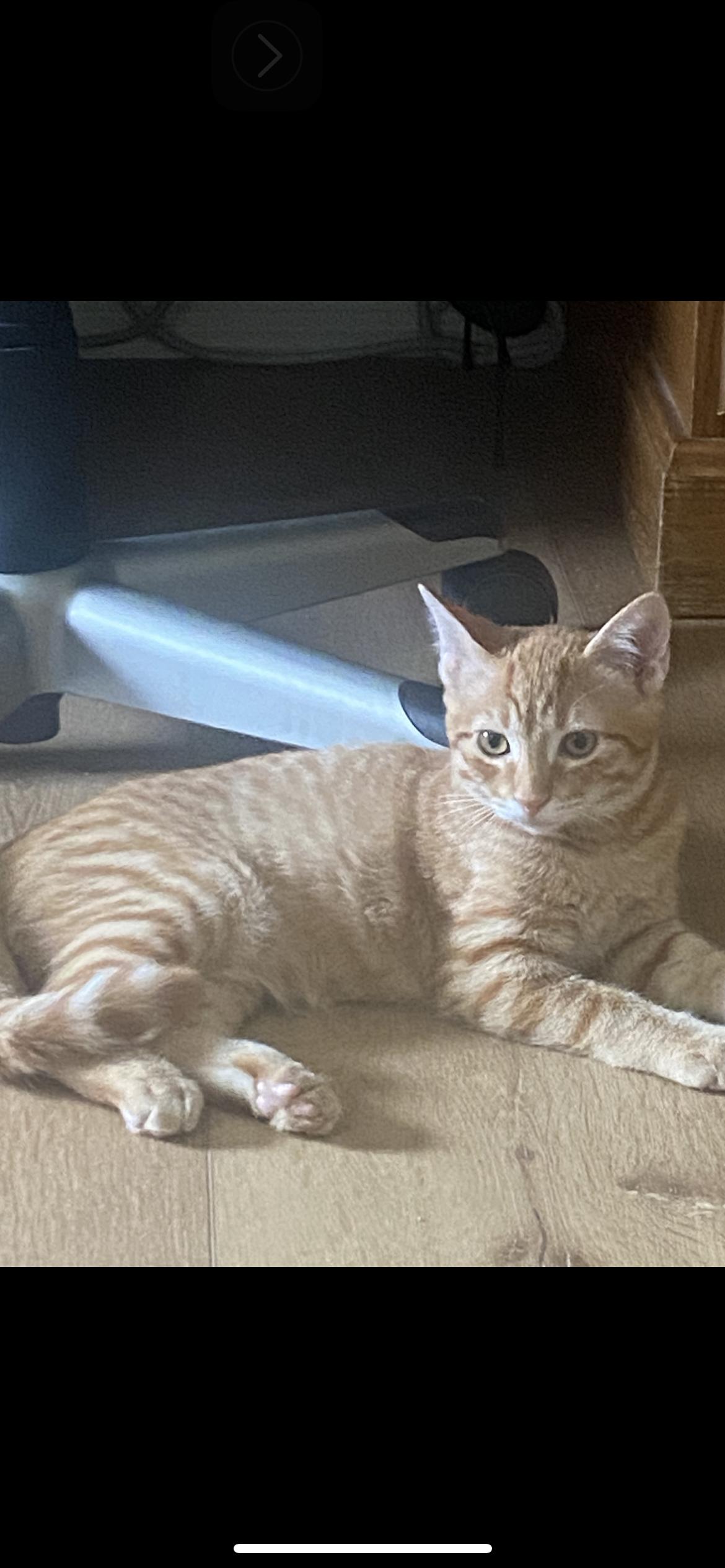 Enlarge Cheddar, a Adoptable American Shorthair in Midlothian, TX image 3/3