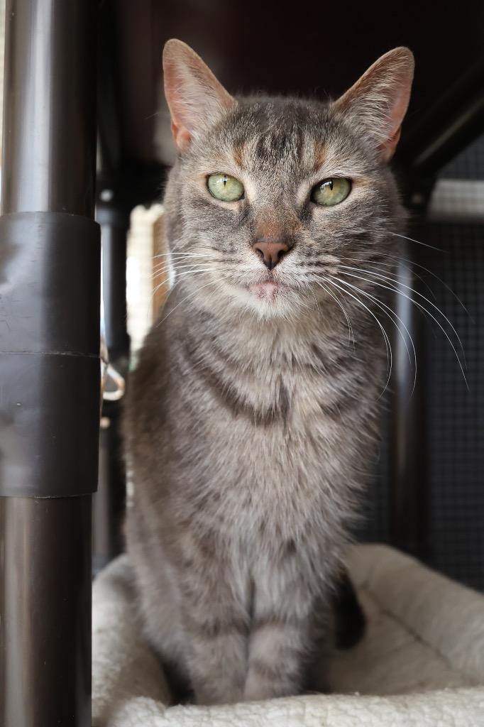 Dora, Adoptable, Adult Female Torbie.