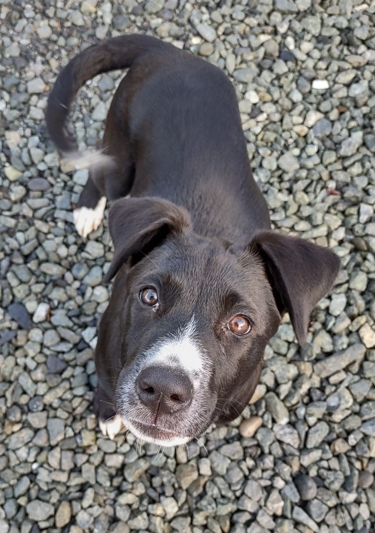 Enlarge Haiku , a Adopted mixed breed in Bellingham, WA image 1/6