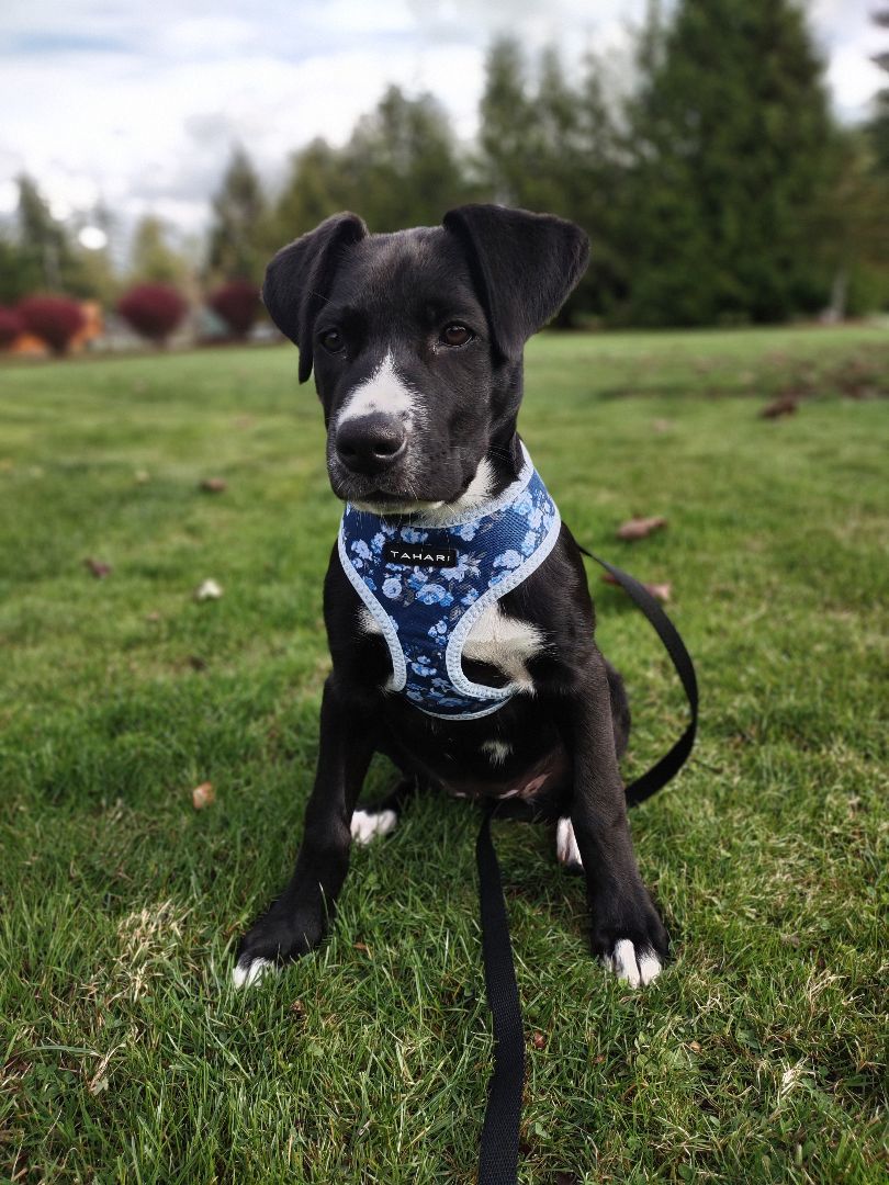 Enlarge Haiku , a Adopted mixed breed in Bellingham, WA image 2/6