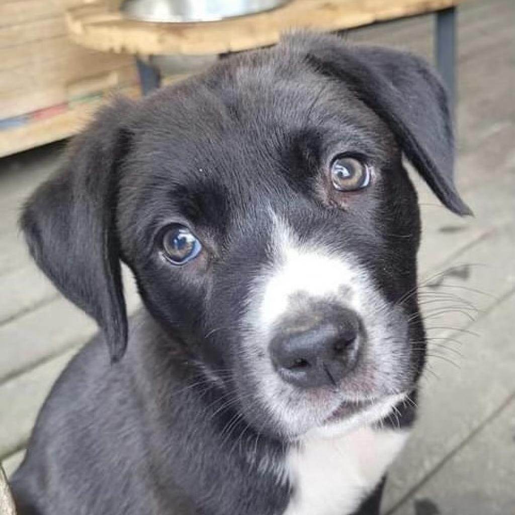 Enlarge Haiku , a Adopted mixed breed in Bellingham, WA image 3/6