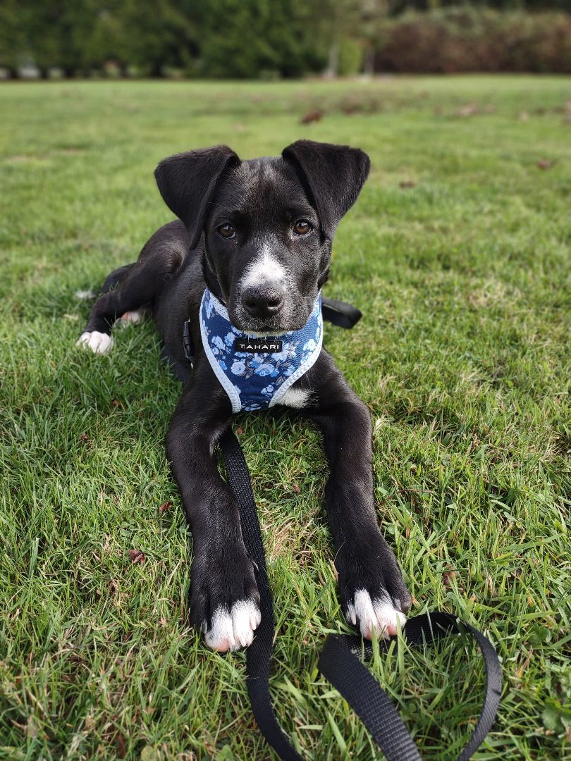 Enlarge Haiku , a Adopted mixed breed in Bellingham, WA image 4/6