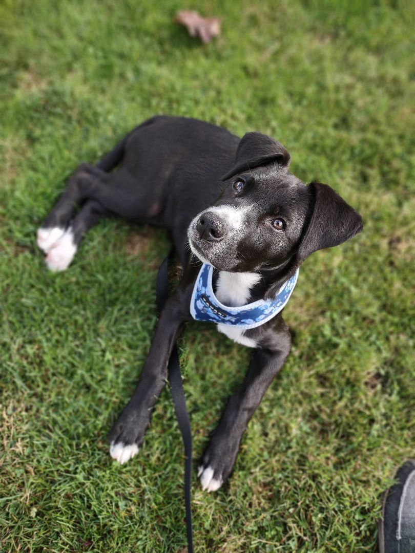 Enlarge Haiku , a Adopted mixed breed in Bellingham, WA image 5/6