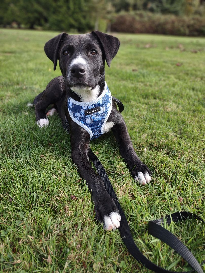 Enlarge Haiku , a Adopted mixed breed in Bellingham, WA image 6/6