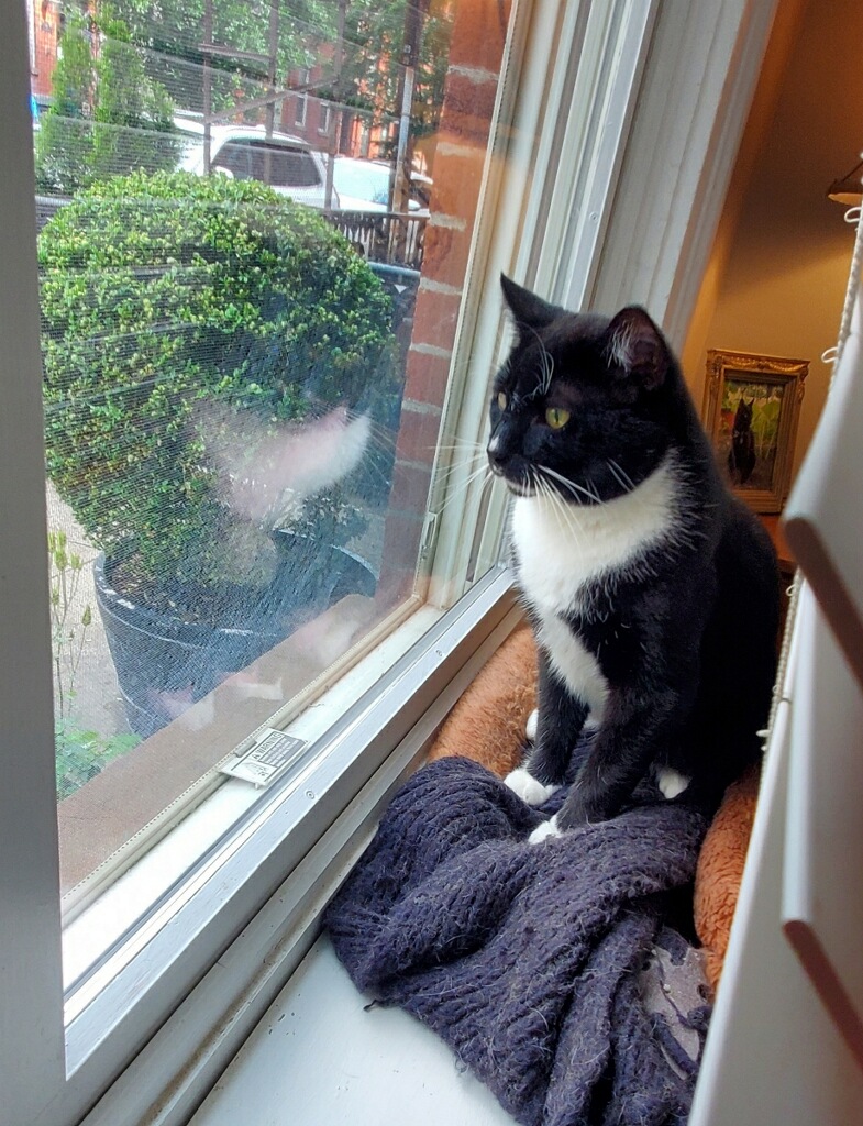 Enlarge Duke, a Adoptable Tuxedo in Hoboken, NJ image 4/6