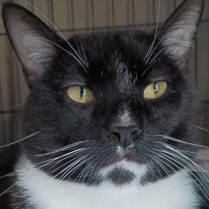 Enlarge Duke, a Adoptable Tuxedo in Hoboken, NJ image 5/6