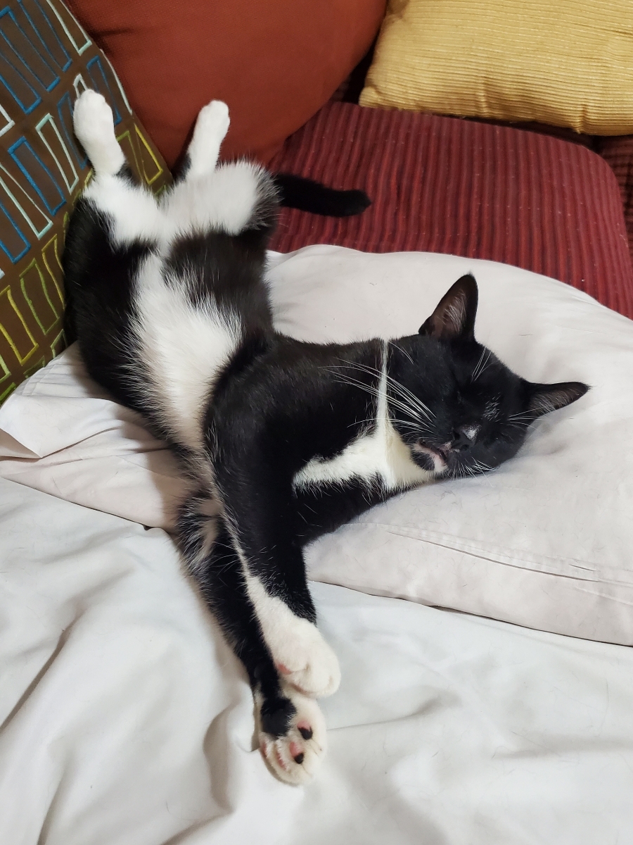 Enlarge Duke, a Adoptable Tuxedo in Hoboken, NJ image 3/6