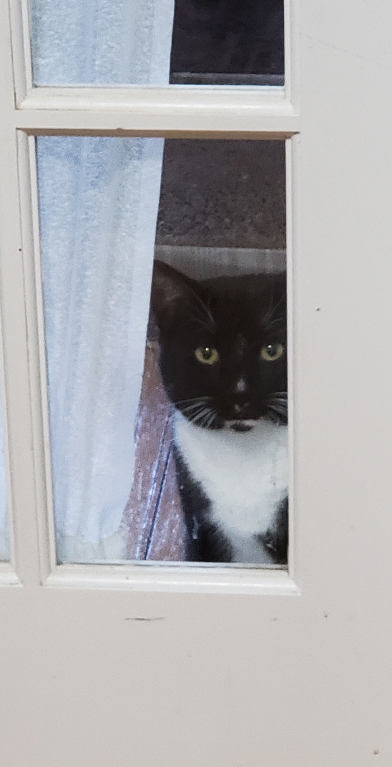 Enlarge Duke, a Adoptable Tuxedo in Hoboken, NJ image 6/6