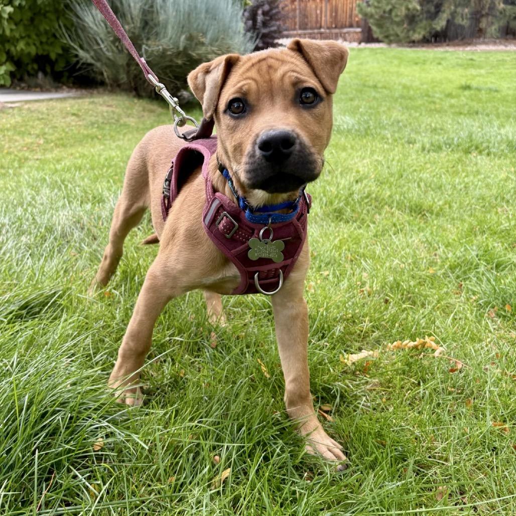 Enlarge Pudgy, a Adoptable mixed breed in Fort Collins, CO image 1/3