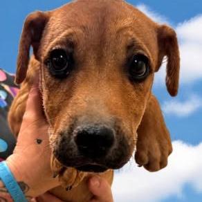 Enlarge Pudgy, a Adoptable mixed breed in Fort Collins, CO image 2/3