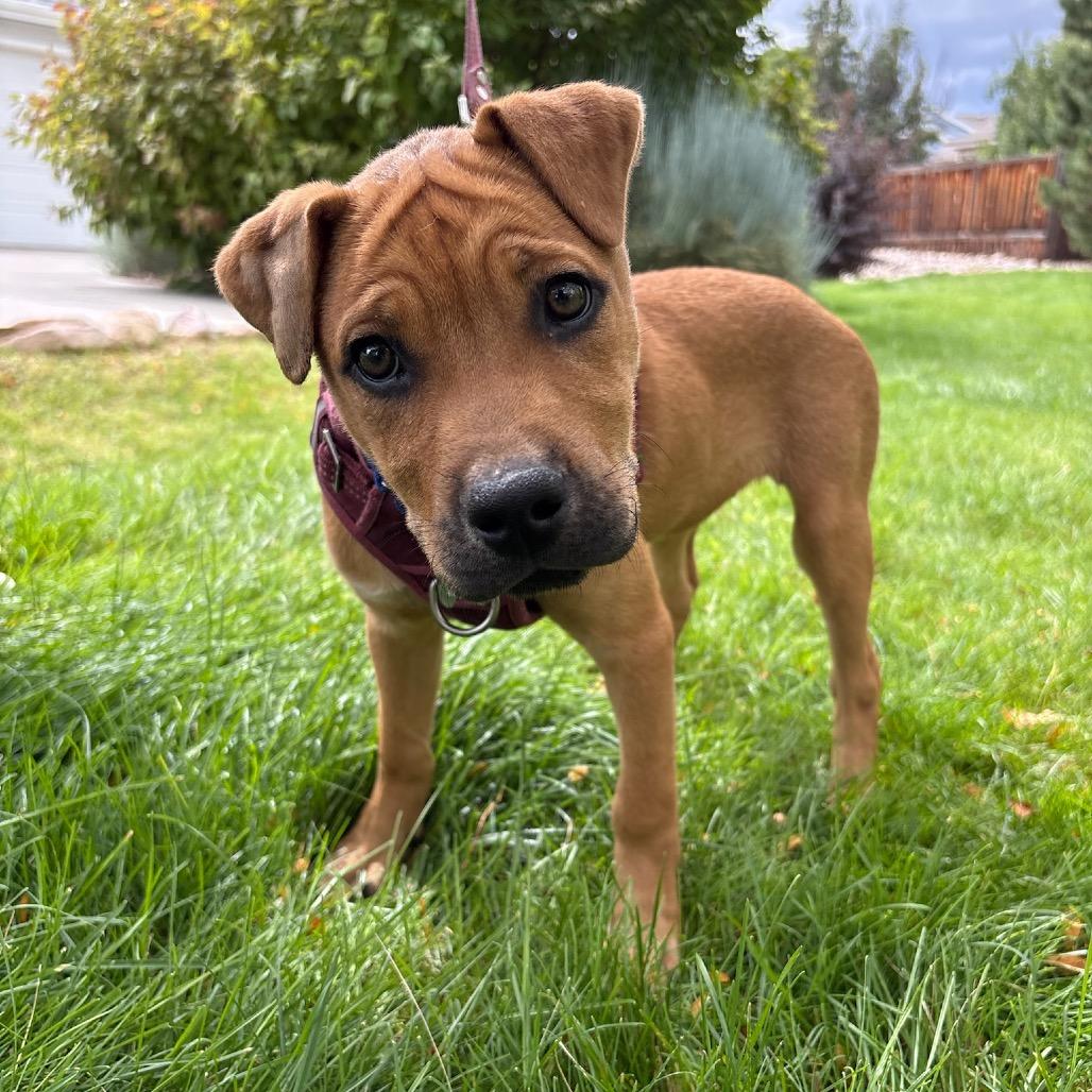 Enlarge Pudgy, a Adoptable mixed breed in Fort Collins, CO image 3/3