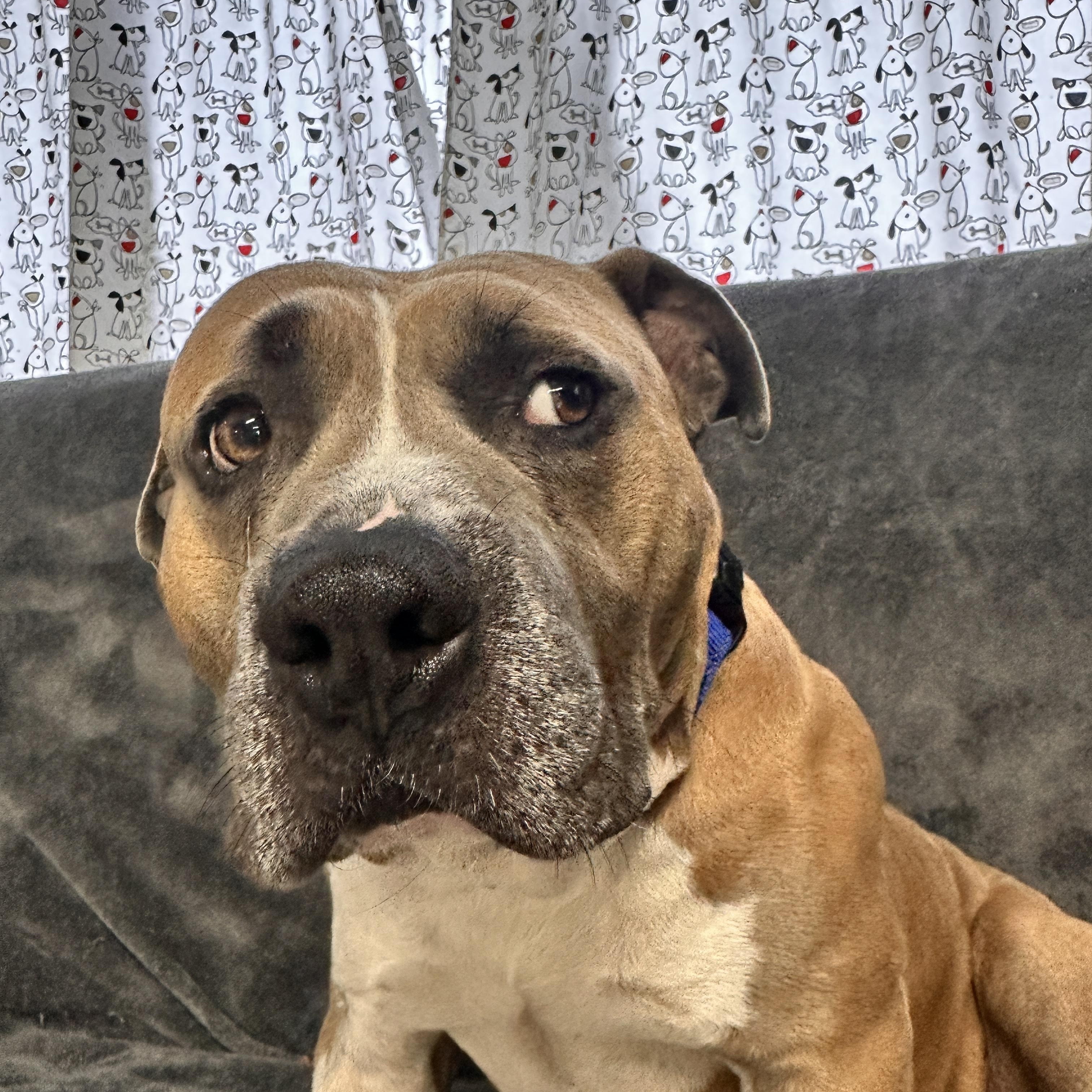 Woodley, a Adoptable mixed breed in Youngstown, OH image 3/5