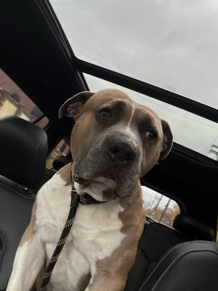 Woodley, a Adoptable mixed breed in Youngstown, OH image 2/5