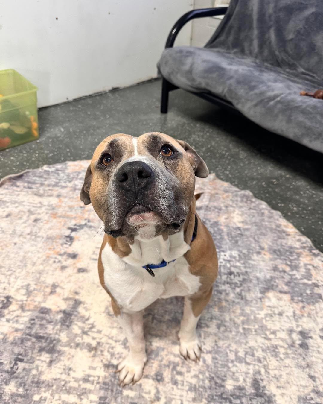 Woodley, a Adoptable mixed breed in Youngstown, OH image 1/5