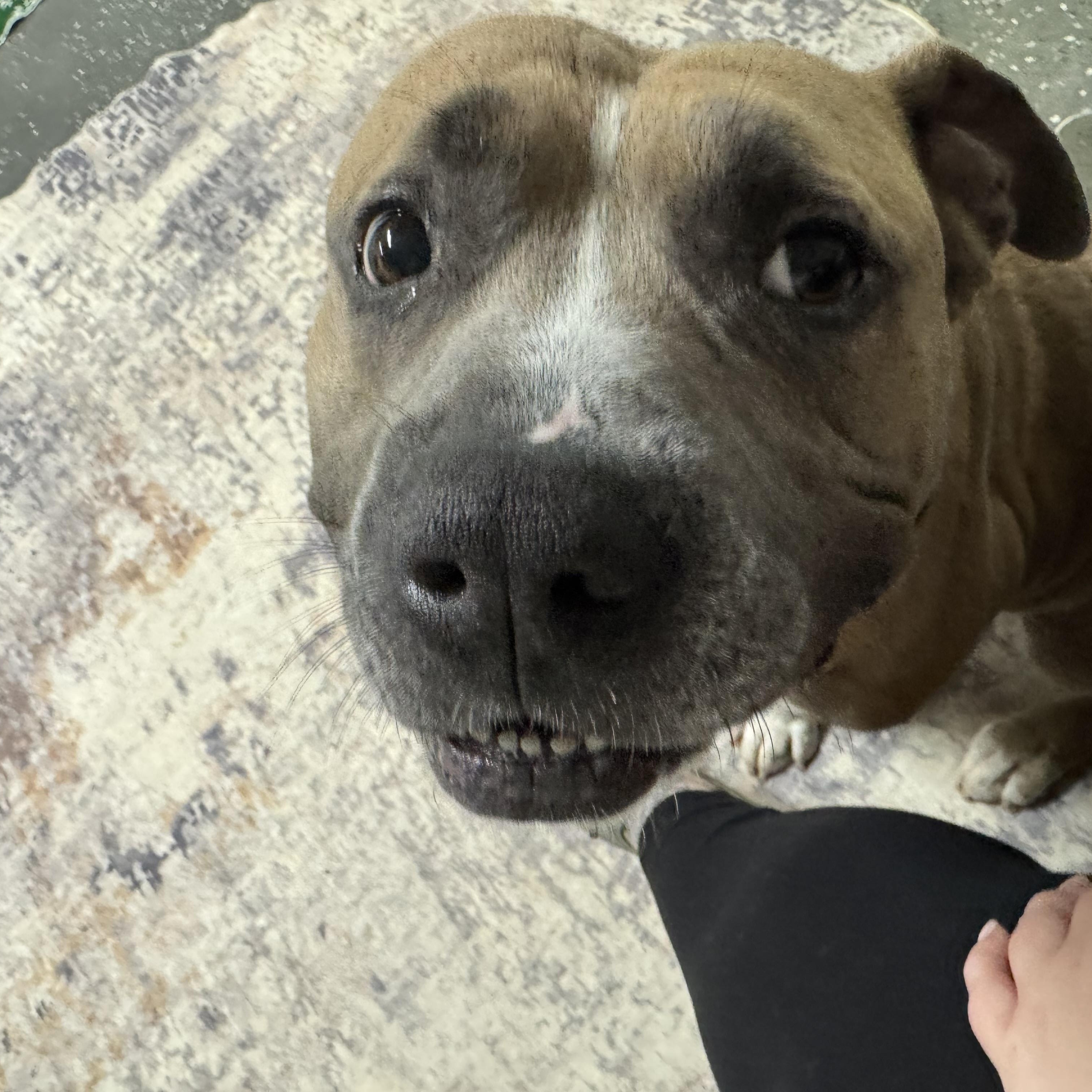 Woodley, a Adoptable mixed breed in Youngstown, OH image 4/5