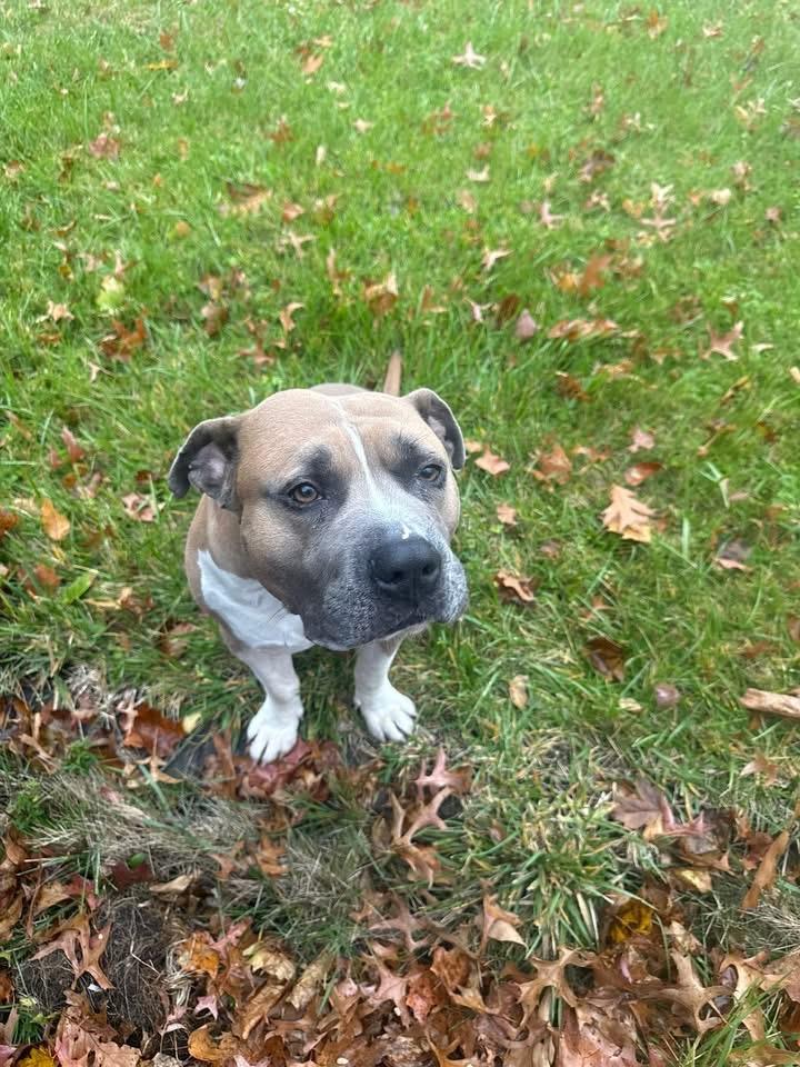 Woodley, a Adoptable mixed breed in Youngstown, OH image 5/5