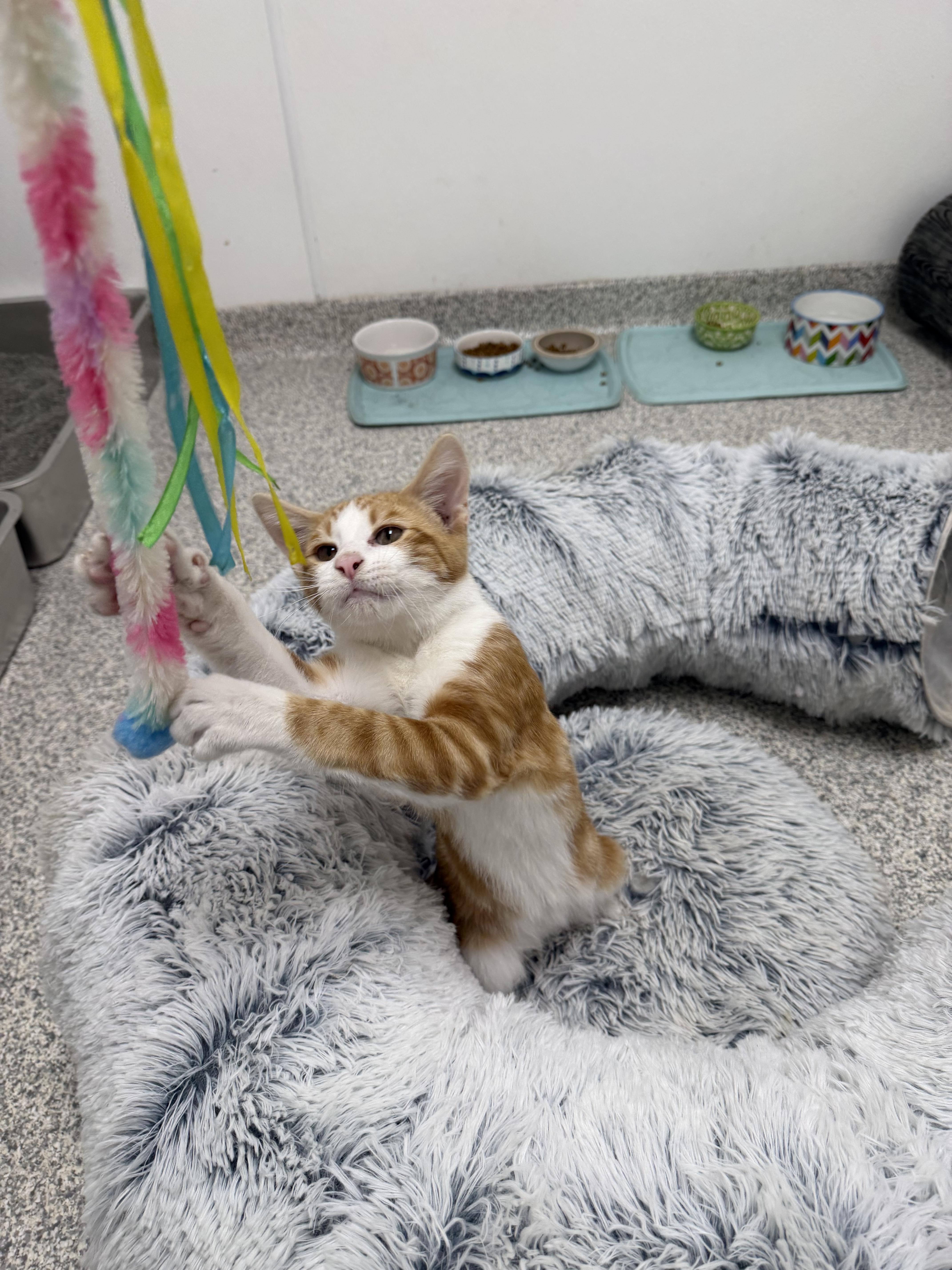 Enlarge Oscar, a Adopted Domestic Short Hair in Youngstown, OH image 2/2
