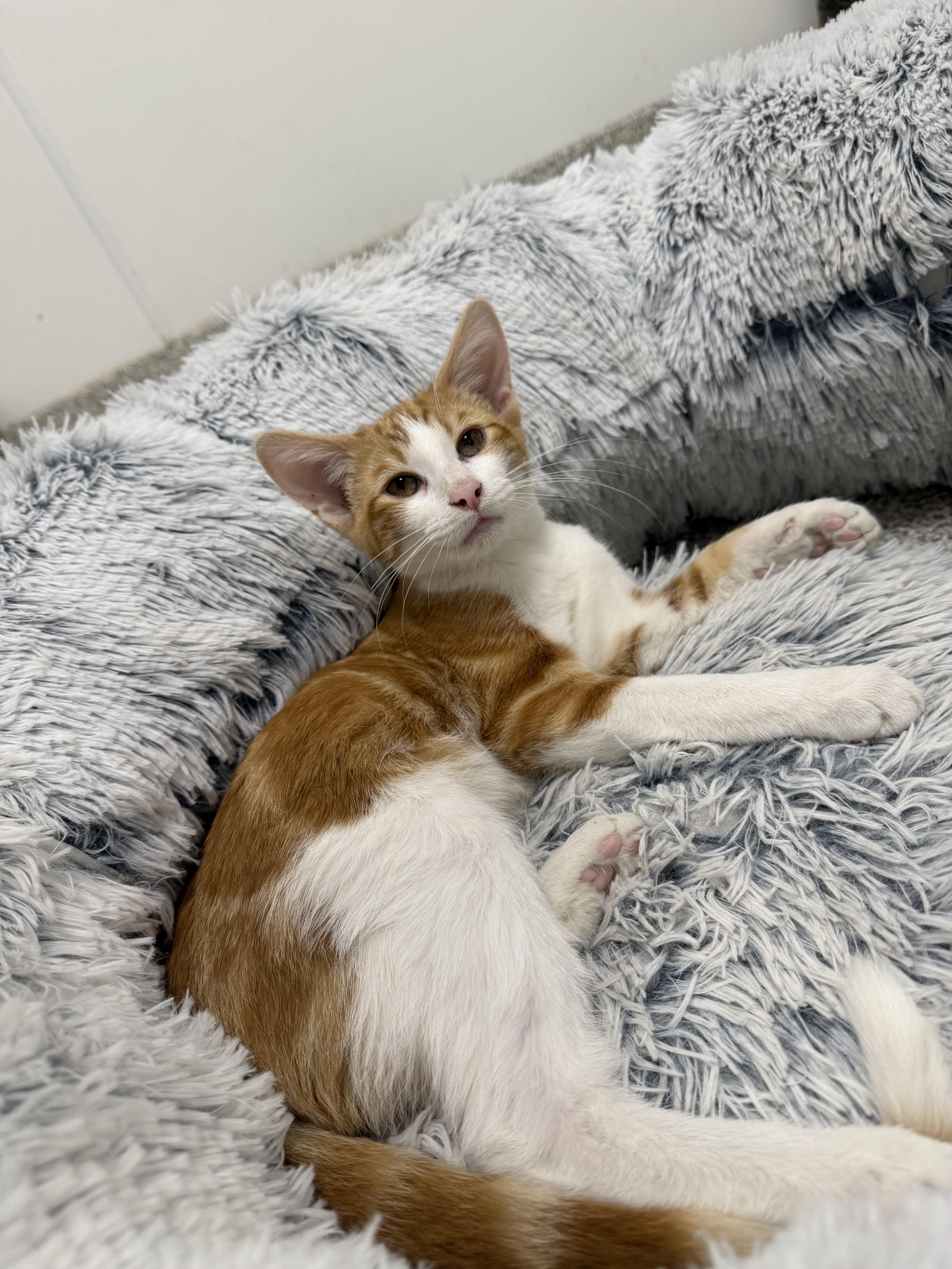 Oscar, Adopted, Young Male Domestic Short Hair.