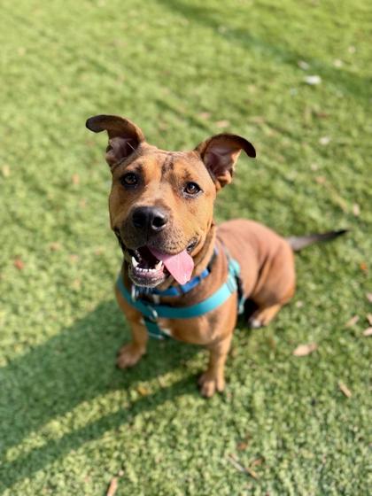 Mabel - 2, a Adoptable mixed breed in Daytona Beach, FL image 1/3