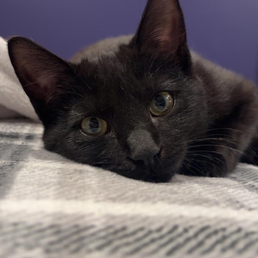 Enlarge Bane (In Foster), a Adoptable Domestic Short Hair in Vineland, NJ image 2/4