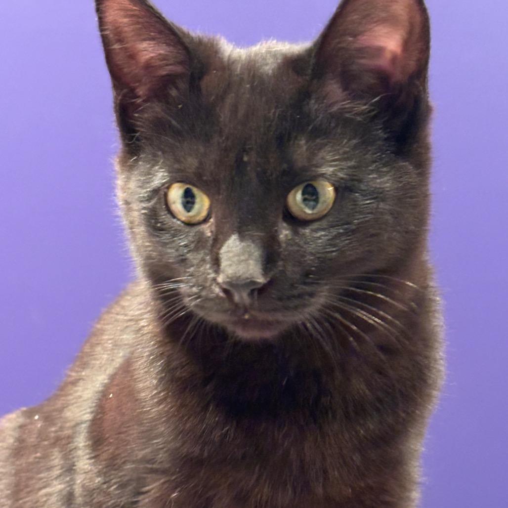 Enlarge Bane (In Foster), a Adoptable Domestic Short Hair in Vineland, NJ image 3/4