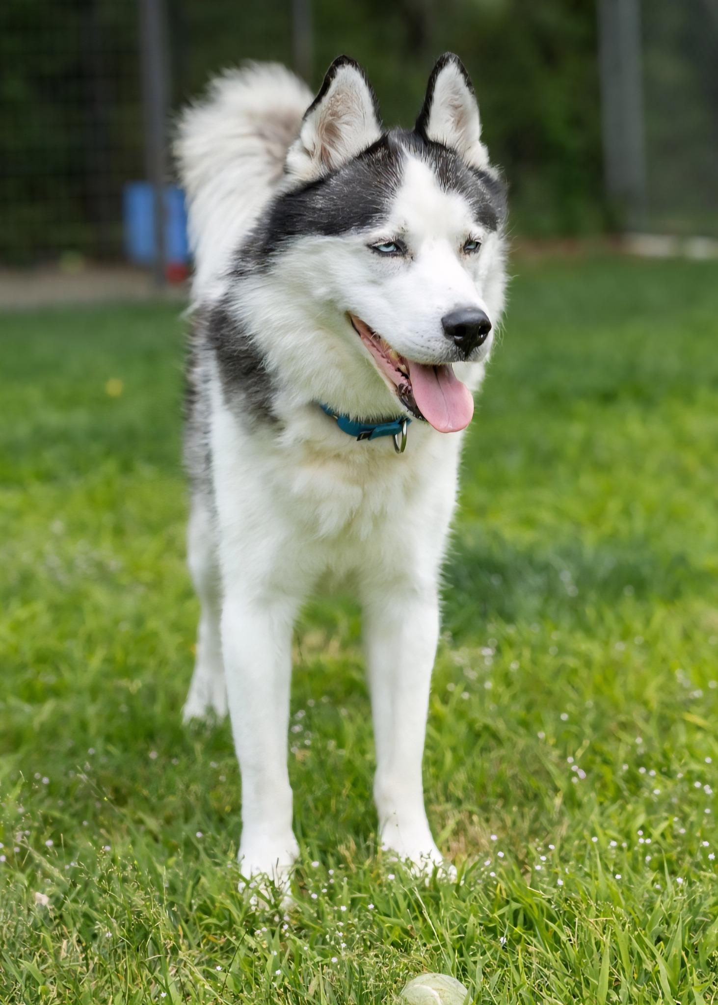 Enlarge Bailey, a Adoptable Husky in North Kingstown, RI image 1/3