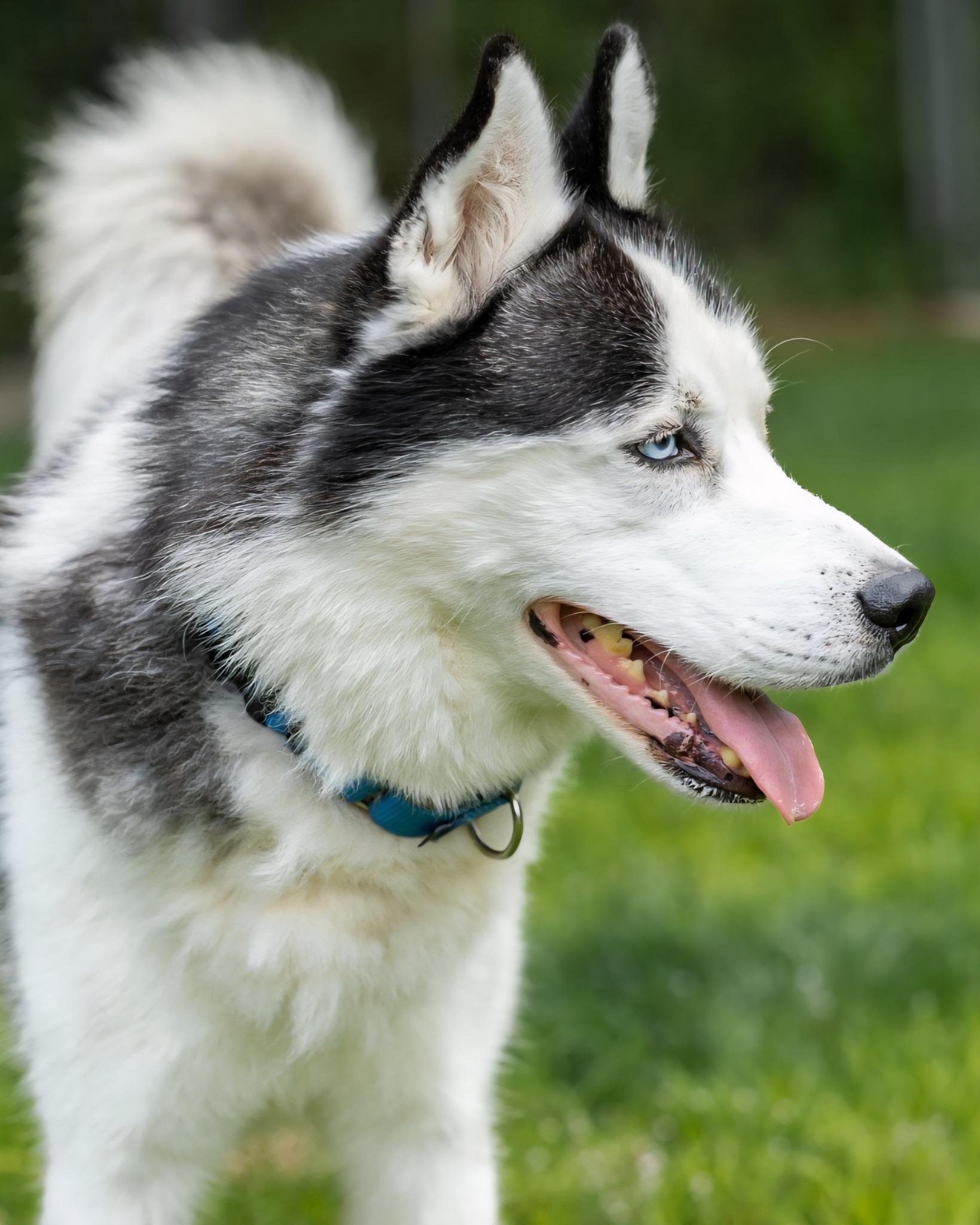 Enlarge Bailey, a Adoptable Husky in North Kingstown, RI image 2/3