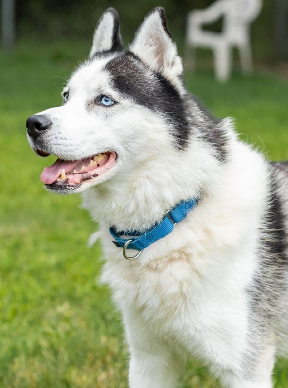 Enlarge Bailey, a Adoptable Husky in North Kingstown, RI image 3/3